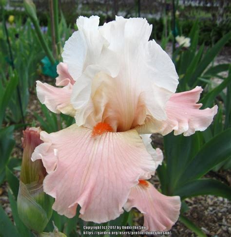 Photo Of The Bloom Of Tall Bearded Iris Iris Struck Twice Posted By