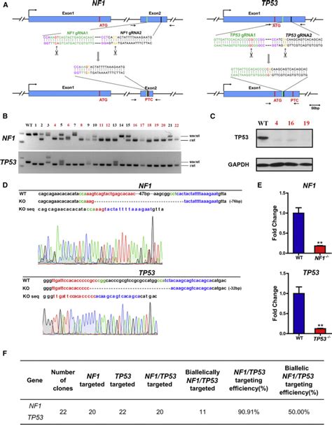 Efficient Crisprcas9 Mediated Versatile Predictable And Donor Free