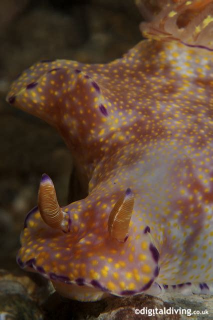 Toso Ceratosoma Trilobatum Nudibranch Ceratosoma Trilob Flickr