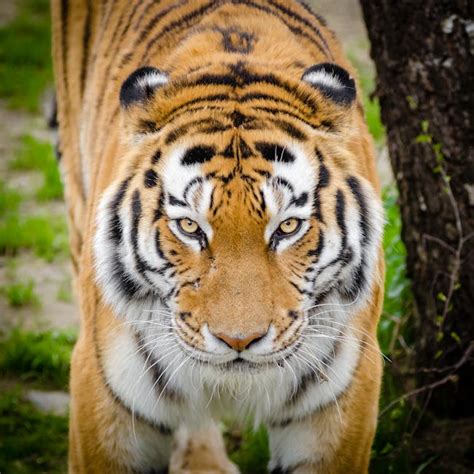 500 Best Tiger Photos · 100 Free Download · Pexels Stock Photos