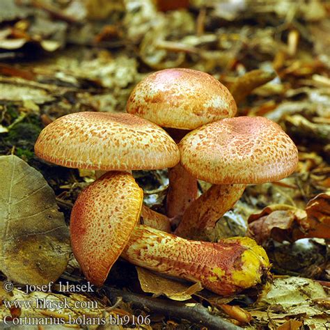 Cortinarius bolaris PavuÄŤinec ÄŤervenoĹˇupinnĂ lilĂˇk pahĹib ZasĹ