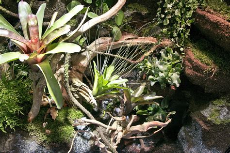 Epiphytische Bromelien Hoppe Terrarienbau