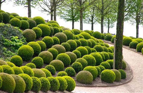 Topiary: The Advantages Of Using Artificial Topiary Trees