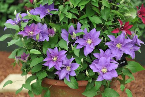 How To Grow Clematis In Containers Gardeners Path