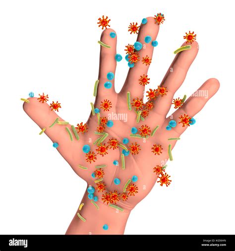 Skin Bacteria Computer Illustration Of Cocci And Rod Shaped Bacteria