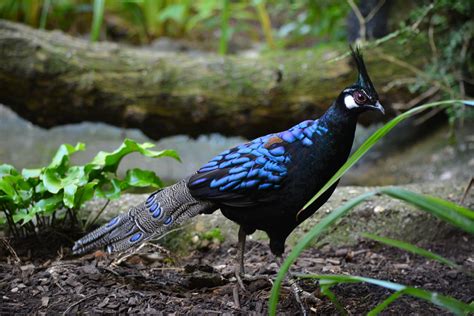 Palawan Peacock pheasant - Dudley Zoo and Castle