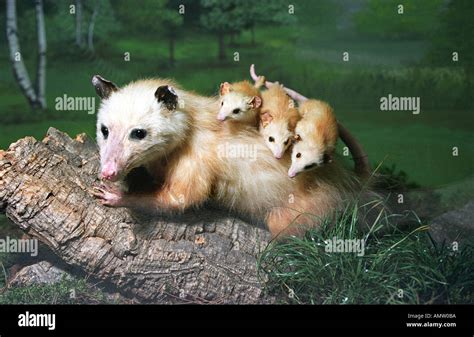 Opossum babies hi-res stock photography and images - Alamy