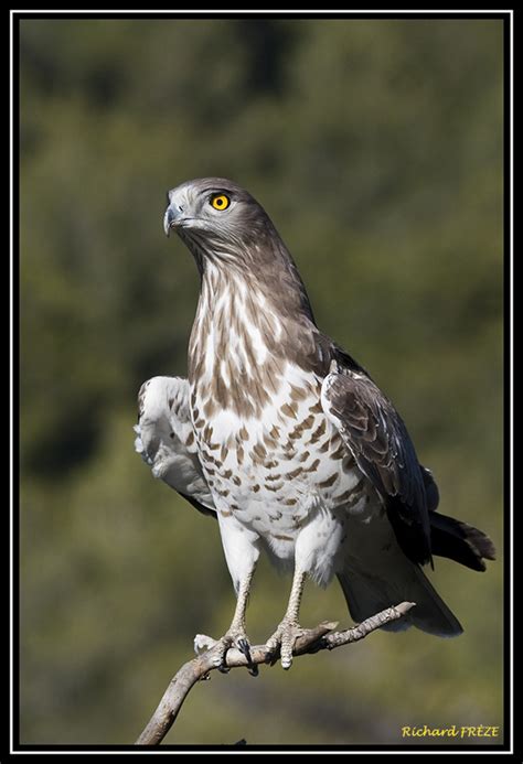 Short-toed Eagles’ arrival at France in 2009 ‹ HoverOverUs • Short-toed ...