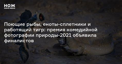 Поющие рыбы, еноты-сплетники и работящий тигр: премия комедийной ...