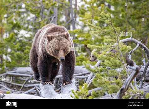 Grizzly Bear Ursus Arctos Horribilis Mother And Cubs On A Log