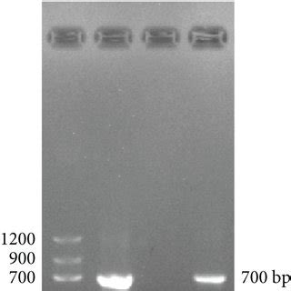 Mir P Overexpression Reduced Mcmv Induced Expression Of The Nlrp