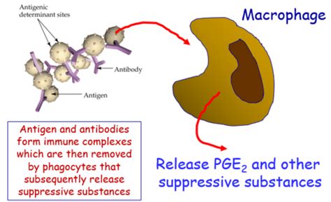 mechanisms  immunoregulation suppressor cell flashcards quizlet