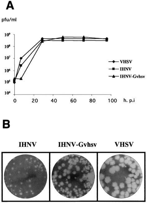 Growth Curves A And Plaque Morphologies B Of Ihnv Vhsv And