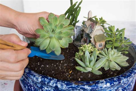 How To Create A Succulent Fairy Garden Gardeners Path