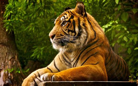 Bengal Tiger Wallpapers Top Free Bengal Tiger Backgrounds Wallpaperaccess