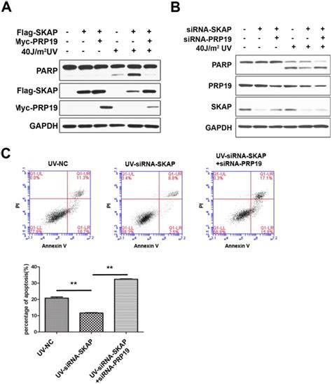 A Hela Flag Skap Stable Cells Were Transfected With Pcdna Myc Or