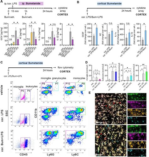 Cd B Microglia Microbeads Human And Mouse Miltenyi Biotec Bioz