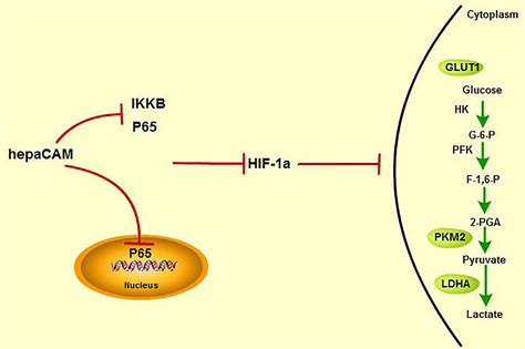 Hepacam Regulates Warburg Effect Of Renal Cell Carcinoma Via Hif Nf