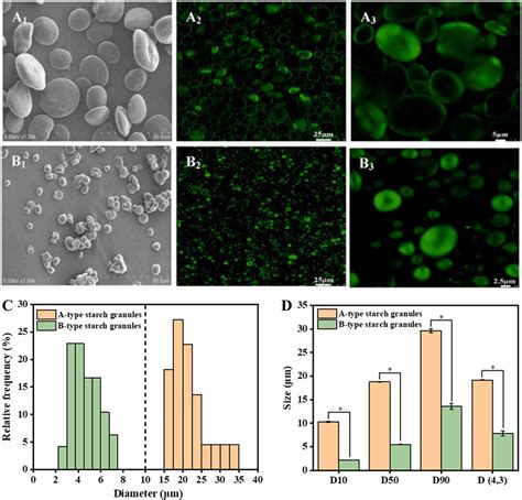 Starch Granules And Their Size Distribution In Wheat Biosynthesis