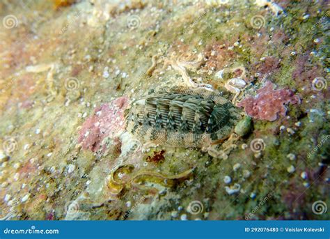 Common Sea Chiton Snail - Chiton Olivaceus Stock Image | CartoonDealer.com #257630077