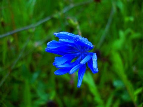 Free Images Nature Grass Meadow Flower Petal Summer Green Herb