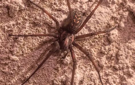 What S The Best Way To Get Rid Of Brown Recluse Spiders In Hot Springs