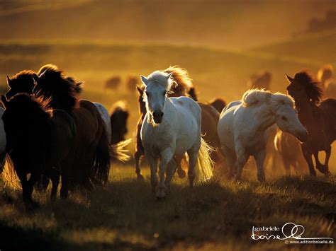 Horse Quotes Wallpapers - Wallpaper Cave