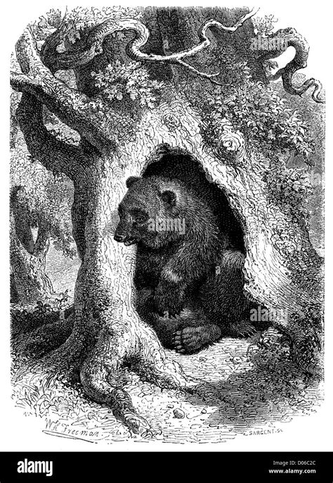 Cave bear drawing hi-res stock photography and images - Alamy