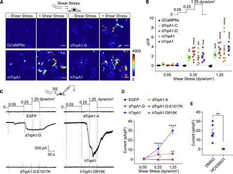 Shear Stress Activates Nociceptors To Drive Drosophila Mechanical