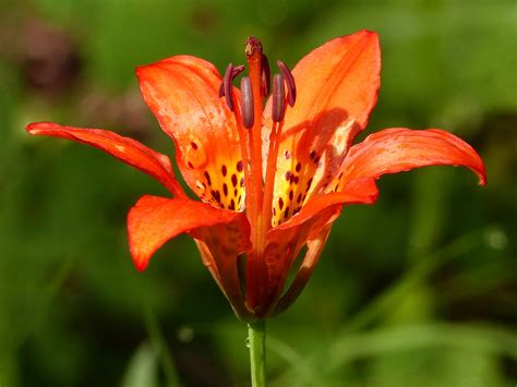 Western Wood Lily Lilium Philadelphicum This Was Taken T Flickr