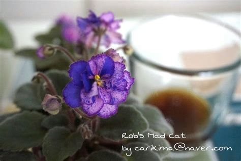 #Africanviolet #miniature #Robs_Mad_Cat | African violets, Houseplants, Miniatures