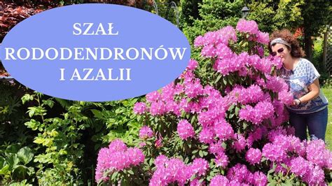 Azalie I Rododendrony Wymagania Uprawa Sadzenie R Anecznik W Moje