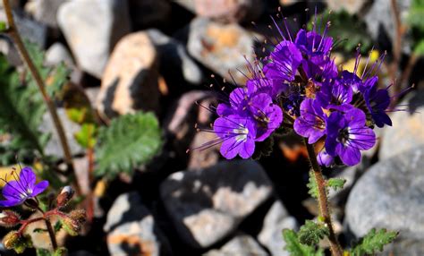 Death Valley Flowers After Rain - Desert 5 spot - rare blooming Desert ...