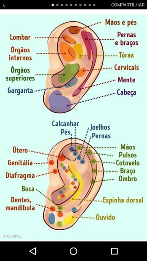 Pontos De Acupuntura Na Orelha Esquerda Retoedu