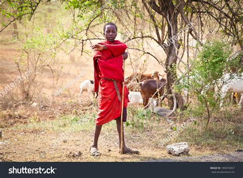 606 Maasai cattle Images, Stock Photos & Vectors | Shutterstock