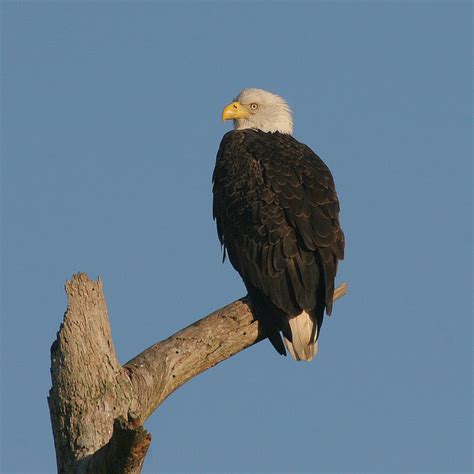 Okefenokee Swamp - Birds Georgia