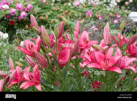 Lilium longiflorum hi-res stock photography and images - Alamy