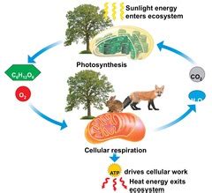 Carbon Cycle/ Photosynthesis/ Cellular Respiration - Saving the bald eagle