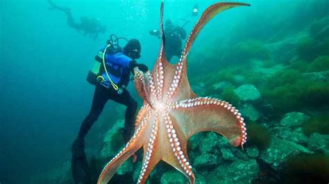 Cu Ntos Corazones Tiene Un Pulpo Vista Al Mar