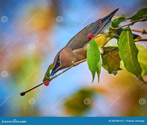 Cedar Waxwing Bombycilla Cedrorum Feeding On A Berry Bush Stock Image