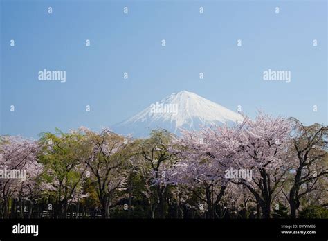 Mt Fuji and cherry blossoms Stock Photo - Alamy