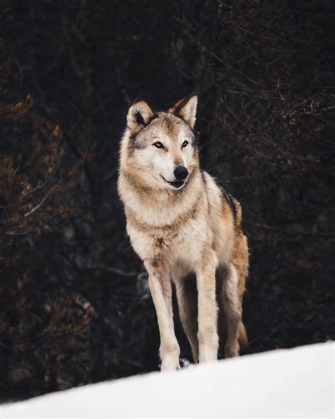 Finland's wonderful wildlife