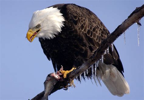 Bald Eagles Put on a Show in Missouri