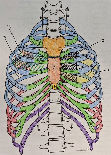 Bones of Thorax Diagram | Quizlet