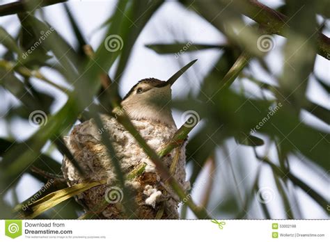 Hummingbird nesting stock photo. Image of leaves, home - 53002188