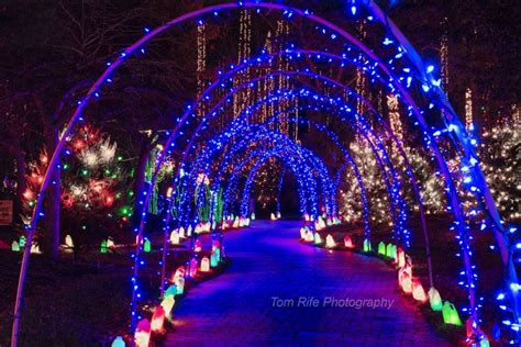 Botanical Gardens Light Show - Home Garden