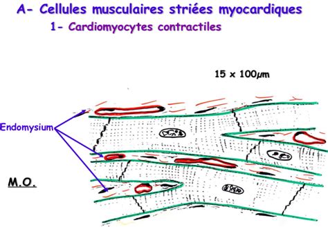 QCM 20 Rangueil 2019 UE2 Histologie Embryologie Tutorat Associatif