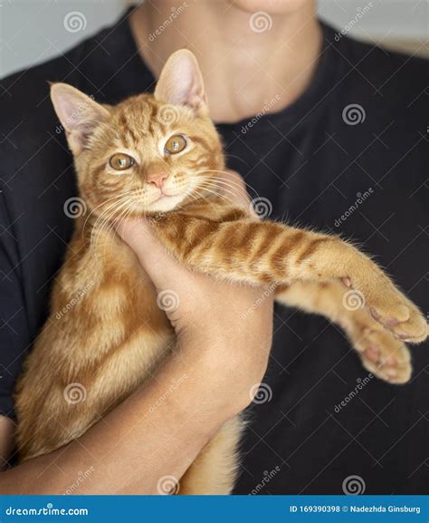 Teen Blonde Holding A Kitten Stock Photo Image Of Girl Kiss