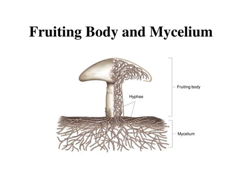 Ppt Ch 21 Fungi Powerpoint Presentation Free Download Id1760573