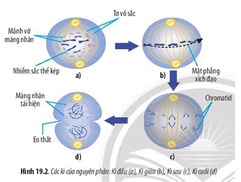 Quan sát Hình 19 2 và cho biết Giai đoạn phân chia nhân ở quá trình